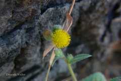 Blumea malcolmii